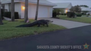 Alligator crawling through Sarasota neighborhood