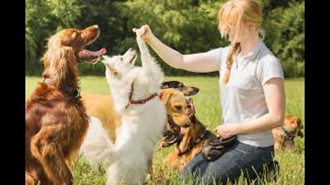 🐕 dog training video dog training top 10 Essential hai Dog Basic training video dog Basic video