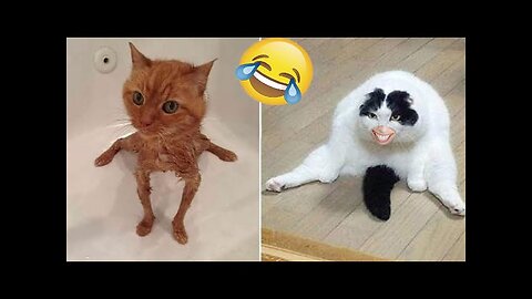 World Best Funniest🤣Cat vs animal vs Kid 🤼‍♂️ Entertainment Don't Try Laughing 🤣 2024 clips 🫡