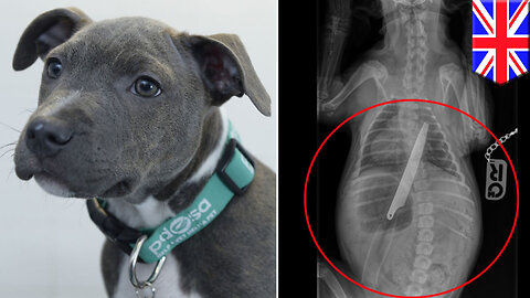 Pitt bull swallows knife: Staffordshire bull terrier eats 8-inch-long knife & lives - TomoNews