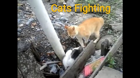 This is How Cats Talk When Fighting