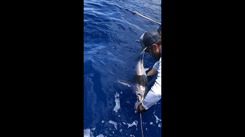 Releasing a swordfish