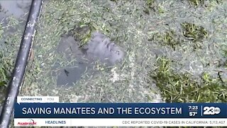 Compnay dedicated to saving manatees from starvation