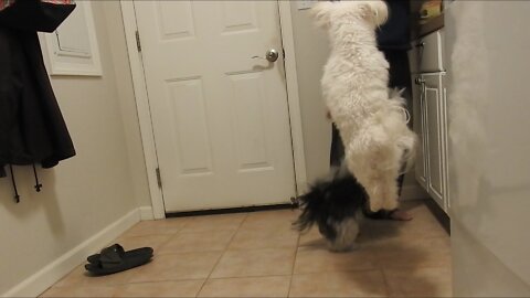 Need a chuckle? My dogs gots hops!