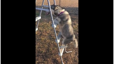 Talented husky knows how to climb ladder
