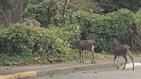 deer in winter