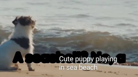 Cute puppy playing on sea beach,#shortvideo,#puppy