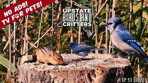 Upstate Birds And Critters: Ep 53 — 101223 [ No ads ] Cat And Dog TV
