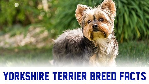 Yorkshire Terrier Dog Breed Training Facts