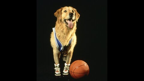 Air Bud (1997) Review by the Contemplative Man