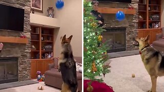 Frisky pup has a blast playing with a balloon