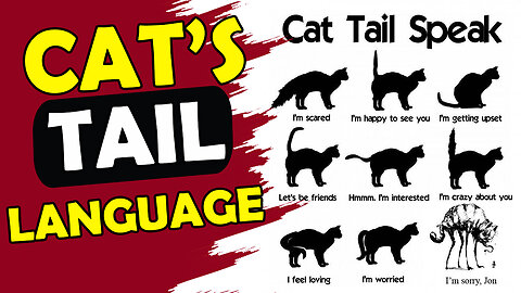 How to determine or read the mood of the cat by the tail ?