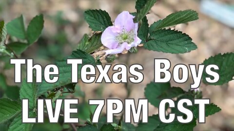 The Texas Boys LIVE 7PM CST