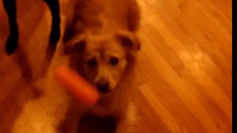 Dogs catch carrots in SLOW MOTION!