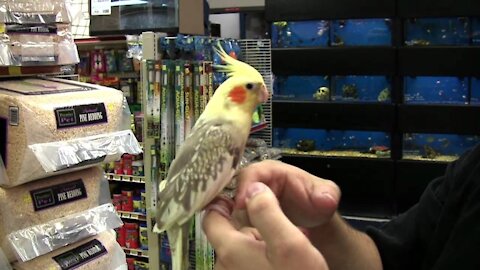 Top 5 Friendly Bird Species That Are Adoreable Pets