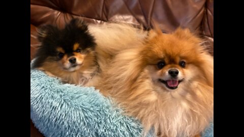 Pomeranian PupShow Dog Bed Review