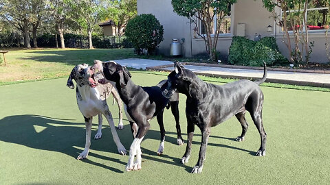 Mouthy Great Dane Girls Enjoy Golf Green Wrestling Fun