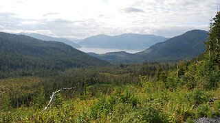 Judge Pauses Timber Sale In Alaska's Tongass National Forest