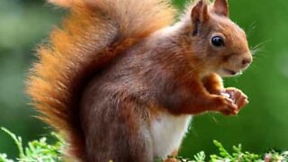 Woman uses sunflower seeds to attract red squirrel