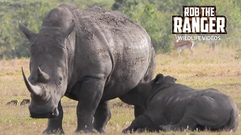 Southern White Rhino Mother And Calf | Ol Pejeta | Zebra Plains On Tour