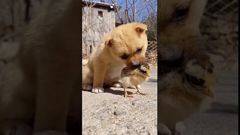 Baby dog and baby chicken playing