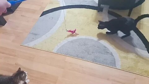 Black Cat ATTACKS Feather Toy In Slow Motion