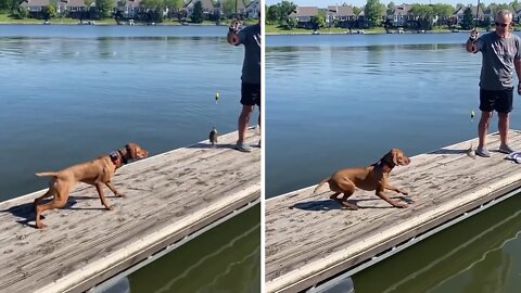 Big Dog Ironically Scared Of Tiny Fish