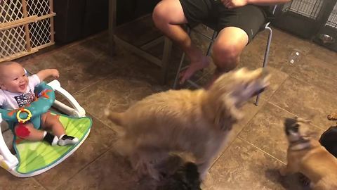 Baby thinks dogs catching bubbles is simply hysterical
