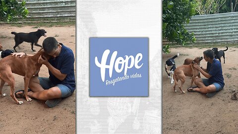 Updates on Glenn’s Homeless-Run Dog Shelter, Abrigo Hope