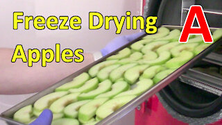 Freeze Drying Apple Slices