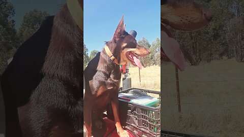 The Little Engine That Could #kelpie #shorts #dogs