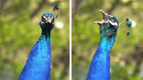 Peacock doesn't sing very well ))) 🦚