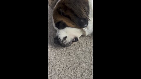 Lola the St. Bernard snoring