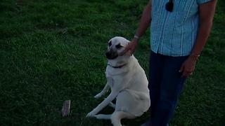 Family dog dies after eating deadly toad | Digital Short