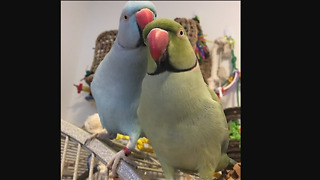 Emotional Parrot Siblings Give Love And Share Kisses
