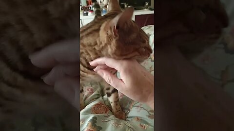 Cute kitty comes for headbumps