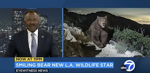 Photo of 'smiling' black bear looking over Pasadena becomes hit on social media