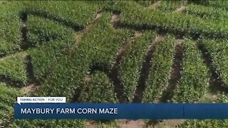 Maybury Farm Corn Maze