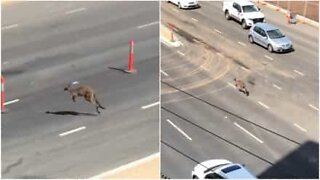 Kangaroo blocks highway in Australia