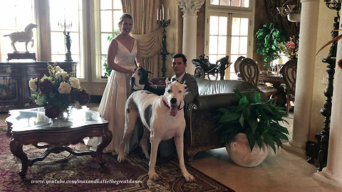 Happy Max and Katie the Great Danes Share Wedding Love at Casa Bella Estate