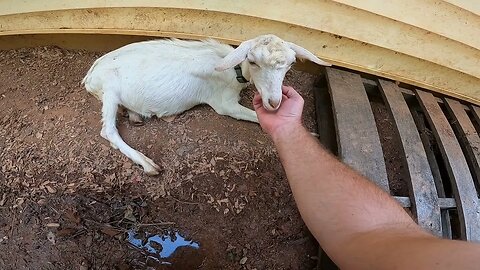 Help me name my goat-scaping business & meet my herd!