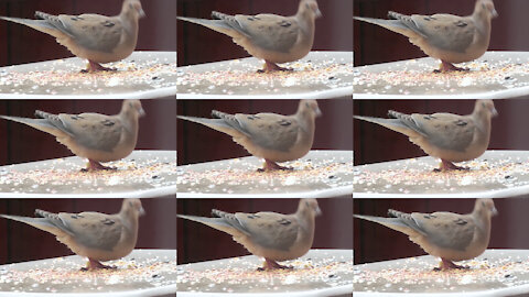 Amazing dove dance