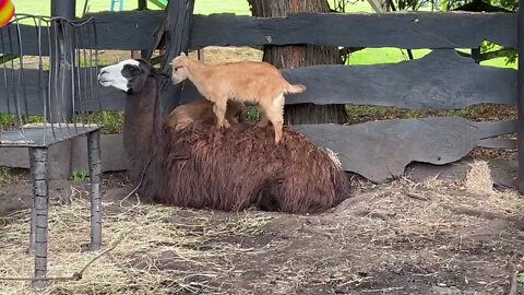 Llama enjoys babysitting two feisty goats