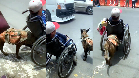 Heartwarming Moment Dog Pushes Disabled Owner's Wheelchair Across Street 🐕