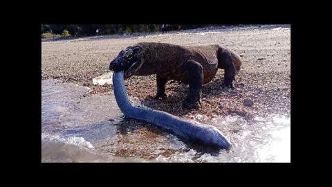 Komodo Dragons Eat & Swallow Moray Eels