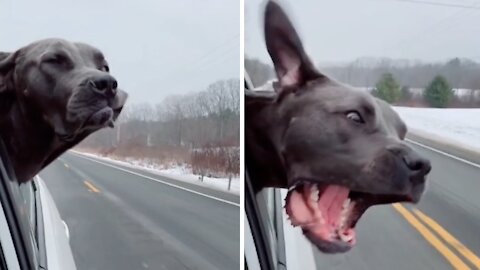 Funny pup has built-in speedometer during car rides
