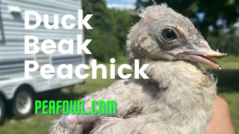 Duck Beak Peachick, Peacock Minute, peafowl.com