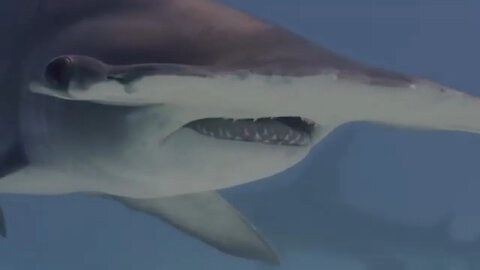 Hammerhead Sharks Evolutionary Wonders of the Ocean