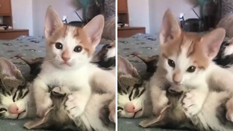 Cute Kitten Doing CPR | Cute Kitten & Funny Cat