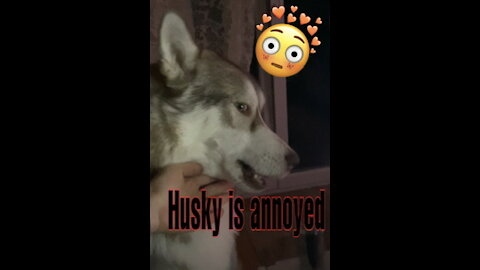 Mey Husky is angry